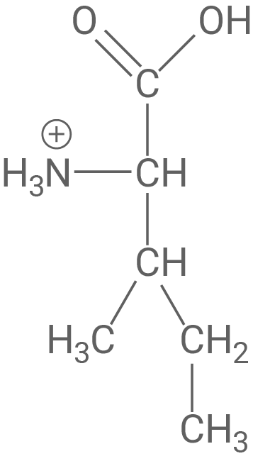Kationische Form von Isoleucin